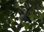 Day02 - 24 * Pygmy Owl